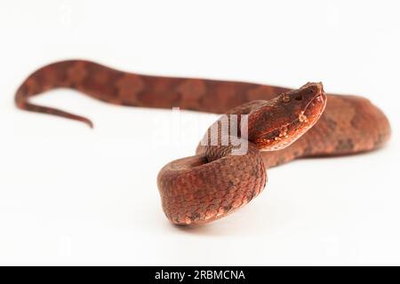 Flachnasige Pitviper-Schlange Craspedocephalus Trimeresurus puniceus isoliert auf weißem Hintergrund Stockfoto