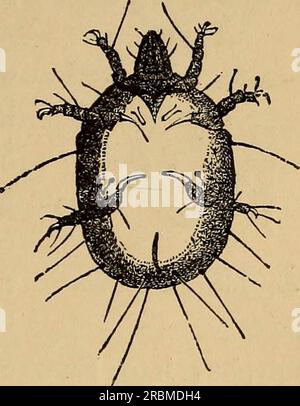 'Wirtschaftliche Entomologie' (1877) Stockfoto