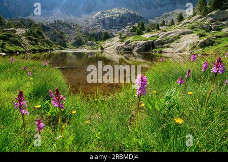 Blühende Orchidee vor dem See, Valle Gerber, Aigüestortes i Estany de Sant Maurici Nationalpark, Pyrenäen, Katalonien, Spanien Stockfoto