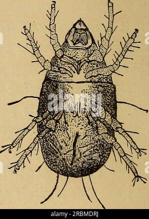 'Wirtschaftliche Entomologie' (1877) Stockfoto