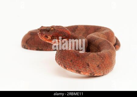 Flachnasige Pitviper-Schlange Craspedocephalus Trimeresurus puniceus isoliert auf weißem Hintergrund Stockfoto