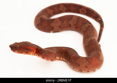 Flachnasige Pitviper-Schlange Craspedocephalus Trimeresurus puniceus isoliert auf weißem Hintergrund Stockfoto