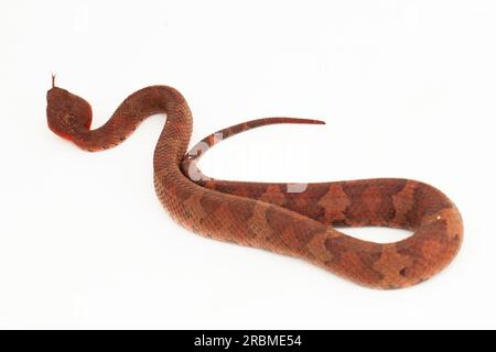 Flachnasige Pitviper-Schlange Craspedocephalus Trimeresurus puniceus isoliert auf weißem Hintergrund Stockfoto