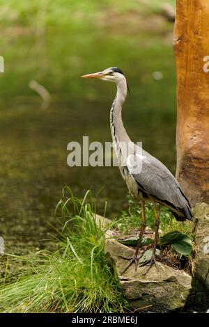Graureiher, Ardea cinerea, Reiher, Reiher Stockfoto