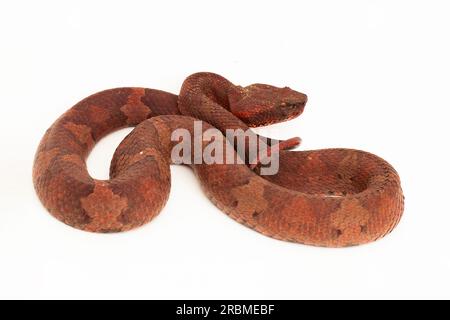 Flachnasige Pitviper-Schlange Craspedocephalus Trimeresurus puniceus isoliert auf weißem Hintergrund Stockfoto