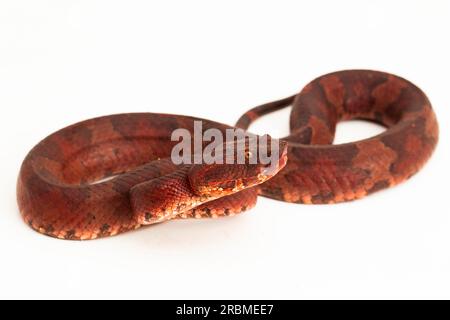 Flachnasige Pitviper-Schlange Craspedocephalus Trimeresurus puniceus isoliert auf weißem Hintergrund Stockfoto