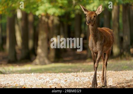 Rotwild, Cervus elaphus, Hirsch Stockfoto