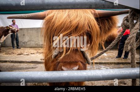 Vieh vor der Great Yorkshire Show auf dem Showground in Harrogate, die am Dienstag für die Öffentlichkeit geöffnet ist. Foto: Montag, 10. Juli 2023. Stockfoto