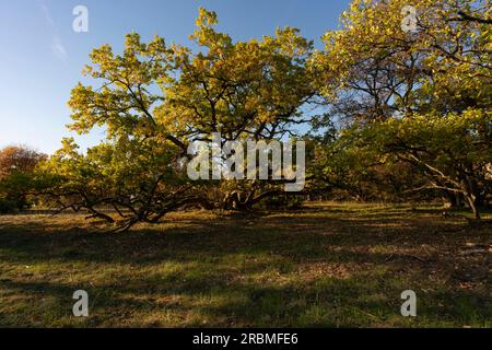 Sonnenuntergang über dem Steppenheidenwald auf dem Hohcher Berg bei Gössenheim und Karsbach im Naturschutzgebiet Homburg Ruinen, Niederfrankien, Franken Stockfoto