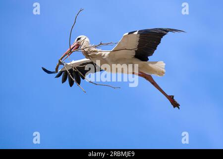 Fliegender Weißstorch, Zikonie, in Andalusien bei Jerez de la Frontera, Spanien Stockfoto