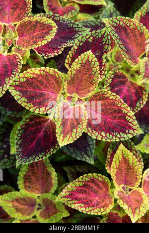 Coleus scutellarioides 'Roter Zwerg'. Coleus Roter Zwerg Stockfoto