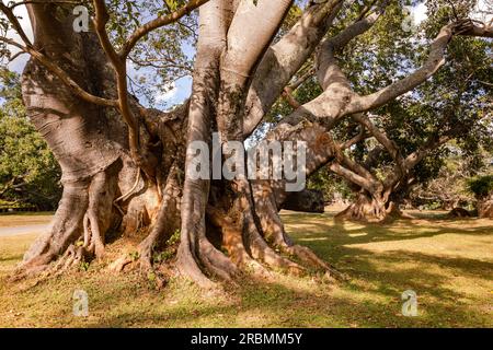 Ein riesiger Ficus macrophylla-Feigenbaum mit Zweigen in der Nähe der birmanischen Stadt Pindaya in Myanmar, Asien Stockfoto