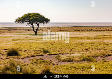 Ein einzelner Akazienbaum in der trockenen Savanne an der Salzpfanne im Etosha-Nationalpark in Namibia, Afrika Stockfoto