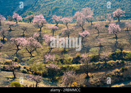 Blühende Mandelbäume in Andalusien, Spanien Stockfoto