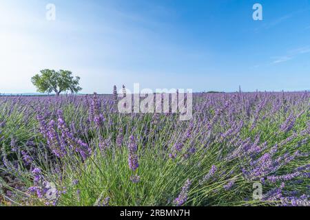 Blühende Lavendelfelder auf dem Plateau von Valensole, Provence, Südfrankreich. Stockfoto