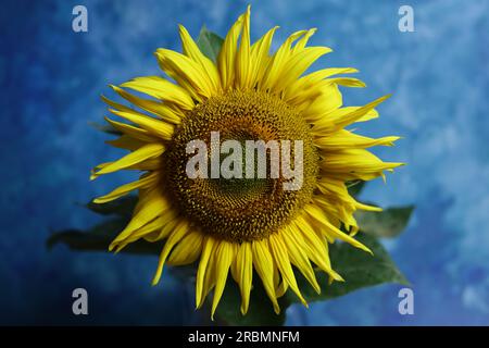 Eine Sonnenblume in voller Blüte mit hellblauem Hintergrund Stockfoto