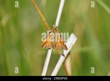 Thymelicus Sylvestris, Schmetterling ruht, kleine Skipper, Spanien Stockfoto