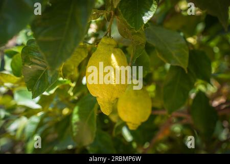 Zitronenfrüchte wachsen auf Zitronenbaum, Spanien. Stockfoto