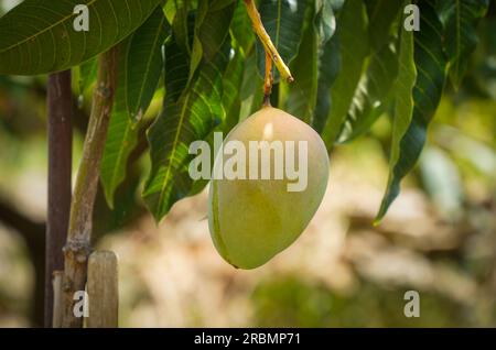 Unreife Mangofrucht auf dem Baum. Stockfoto