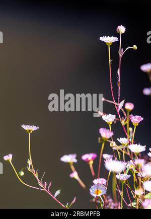Winzige Blumen, die an der Seite einer Backsteinbrücke in Brügge, Belgien, wachsen. Stockfoto