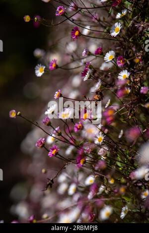 Winzige Blumen, die an der Seite einer Backsteinbrücke in Brügge, Belgien, wachsen. Stockfoto