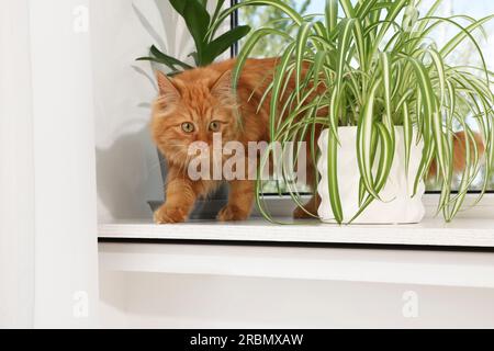 Niedliche Katze in der Nähe grüner Hauspflanzen auf Fensterbank zu Hause Stockfoto
