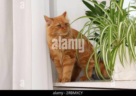 Niedliche Katze in der Nähe grüner Hauspflanzen auf Fensterbank zu Hause Stockfoto