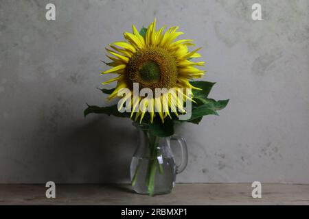 Ein ruhiges Leben mit einer hellgelben Sonnenblume in einer Glaskanne auf einem Holztisch mit hellgrauem Hintergrund Stockfoto