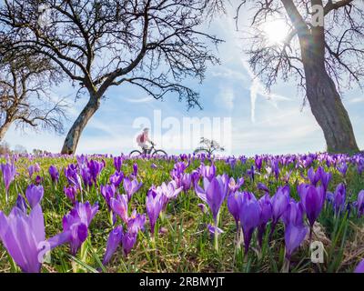 Glückliche junge Frau, die ihr E-Mountainbike auf einer Wiese mit bunten blühenden Krokussen im Frühjahr fährt Stockfoto