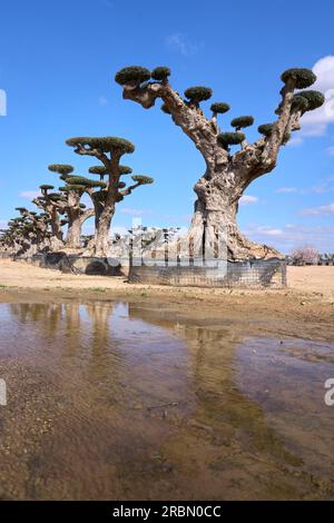 Sehr alte, speziell entworfene Olivenbäume an der spanischen Costa Blanca in der Nähe von Alicante Stockfoto