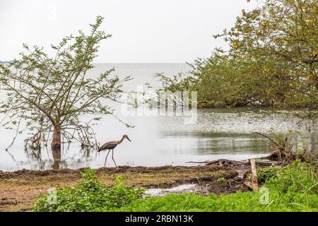 Storch am Ufer des Victoria-Sees in Entebbe, Uganda. Stockfoto