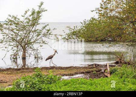 Storch am Ufer des Victoria-Sees in Entebbe, Uganda. Stockfoto