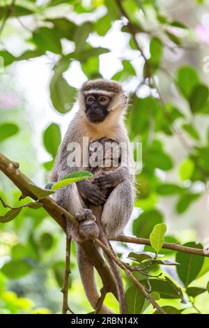 Afrikanischer Affe, der Junge trägt. Botanischer Garten Entebbe, Uganda. Stockfoto