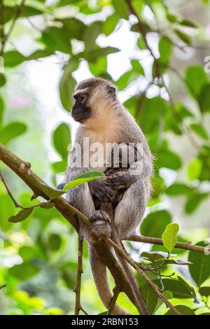 Afrikanischer Affe, der Junge trägt. Botanischer Garten Entebbe, Uganda. Stockfoto