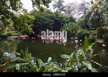 Hongkong, China - April 24 2023: Eine Gruppe rosa Flamingos jagen im Teich im Kowloon Park Stockfoto