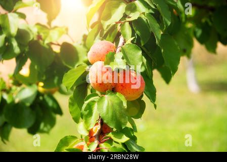 Reife Aprikosenfrüchte, die im Sommer auf einem Baum wachsen Stockfoto