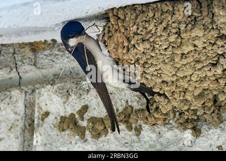 Schwalbenvogel, Hirundinidae, füttert ihre Rasse in ihrem Nest Stockfoto