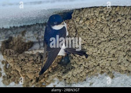 Schwalbenvogel, Hirundinidae, füttert ihre Rasse in ihrem Nest Stockfoto