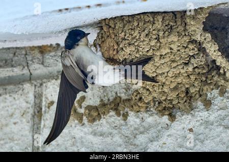 Schwalbenvogel, Hirundinidae, füttert ihre Rasse in ihrem Nest Stockfoto