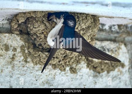 Schwalbenvogel, Hirundinidae, füttert ihre Rasse in ihrem Nest Stockfoto