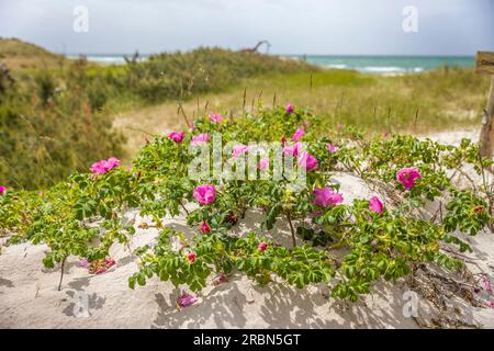 Wilde Rosen am Strand im Nationalpark Vorpommersche Boddenlandschaft, Mecklenburg-Vorpommern, Norddeutschland Stockfoto