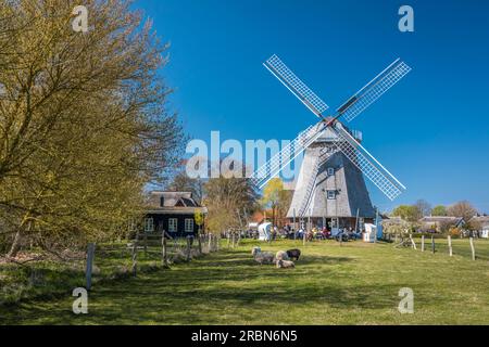 Mühle Ahrenshoop, Mecklenburg-Vorpommern, Norddeutschland, Deutschland Stockfoto
