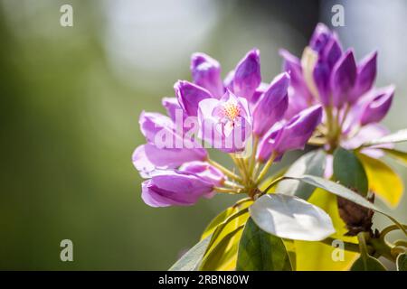 Rhododendron-Garten in Graal-Müritz, Mecklenburg-Vorpommern, Ostsee, Norddeutschland, Deutschland Stockfoto
