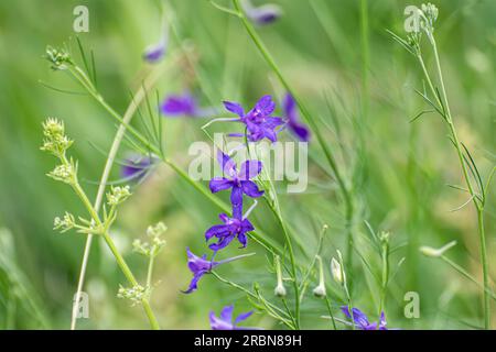 Consolidda regalis, mit Larkspur-Blüten in grünes Feld-Nahaufnahme. Zarte Jahreskrautpflanze im Frühjahr Stockfoto