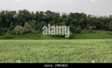 Grünes Weizenfeld in der Nähe des Waldpanoramas. Junge Gerstenohren im Frühling mit bewölktem Himmel und Baumhintergrund. Landwirtschaft in der Ukraine Stockfoto