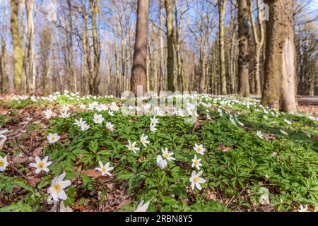 Holz Anemone (Anemone nemorosa) im Wald bei Sellin auf Rügen, Mecklenburg-Vorpommern, Ostsee, Norddeutschland Stockfoto