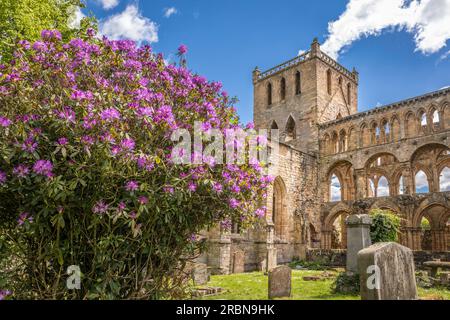 Ruinen von Jedburgh Abbey, Jedburgh, schottische Grenzen, Schottland, Großbritannien Stockfoto