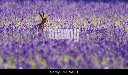 Brown Hare, Lepus europaeus, aufrecht sitzend in Einem Feld von Common Bluebell, Hyacinthoides non-scripta, beleuchtet von der Abendsonne, Norfolk, England, Vereinigtes Königreich Stockfoto