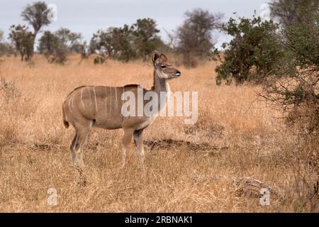 Große Kudu Stockfoto