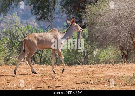 Große Kudu Stockfoto